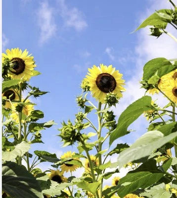 organic sunflower flower seeds