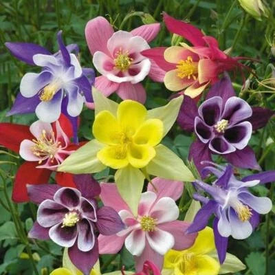 McKana Giant Mix Columbine Seeds for Planting
