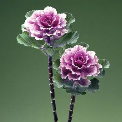 flowering kale flower seeds