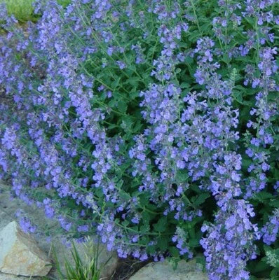 lavender blue flower seeds