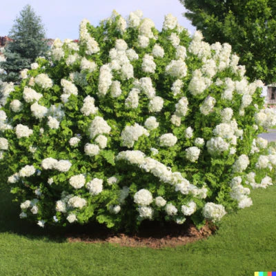 white hydrangea flower seeds