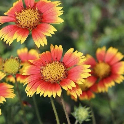 Indian Blanket (Gaillardia pulchella) Seeds for Planting