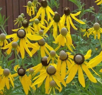 coneflower prairie flower seeds