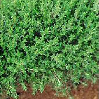 winter savory flower seeds