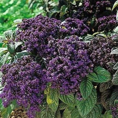 Blue Marine Heliotrope Seeds for Planting