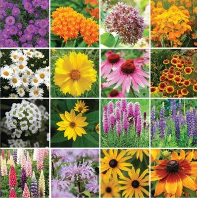 wildflower mix flower seeds
