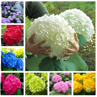 Hydrangea Flower Seeds for Planting