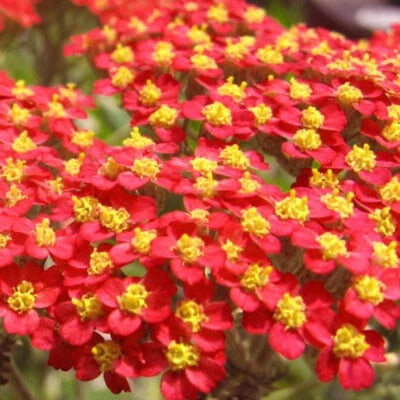 Red Yarrow Seeds for Planting