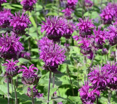 purple bee flower seeds