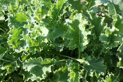 blue vates flower seeds
