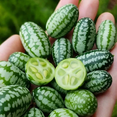 heirloom cucamelon flower seeds