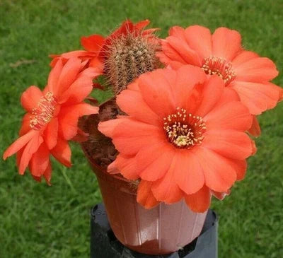 chamaelobivia peanut flower seeds