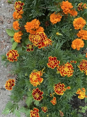 french marigold flower seeds