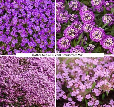 purple groundcover flower seeds