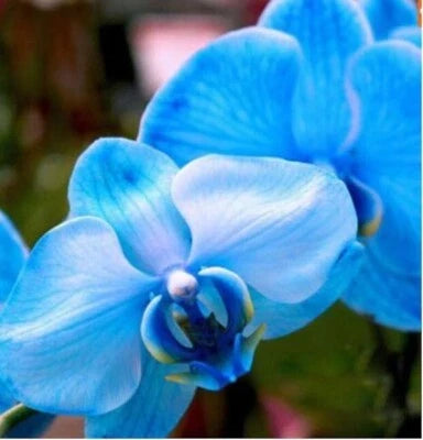 blue for flower seeds