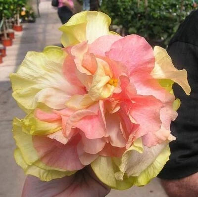 pink orange flower seeds