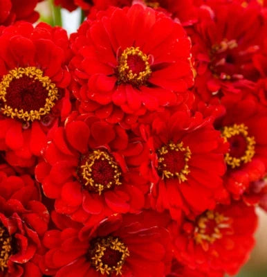 red zinnia flower seeds