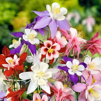 McKana Giant Mix Columbine Seeds for Planting