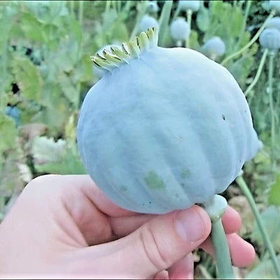 giant rattle flower seeds