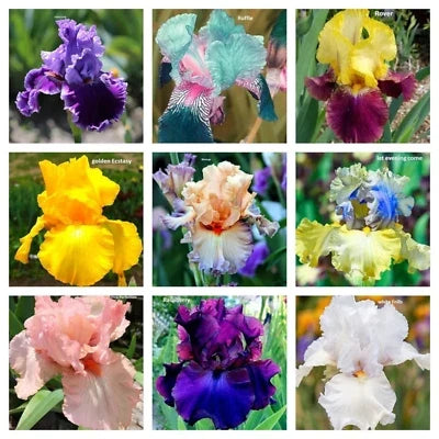Mixed Color Iris Flower Seeds for Planting