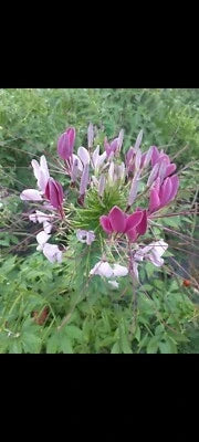 Mixed Color Cleome Seeds for Planting