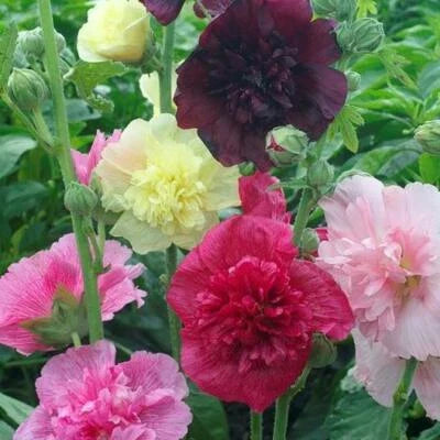 hollyhock majorette flower seeds