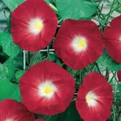 scarlet o flower seeds