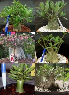adenium arabicum flower seeds