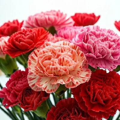 carnation double flower seeds