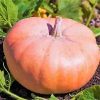 pink doll flower seeds