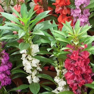 Tom Thumb Impatiens Seeds for Planting