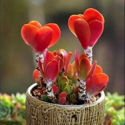 Colorful Echeveria Succulent Mix Seeds for Planting