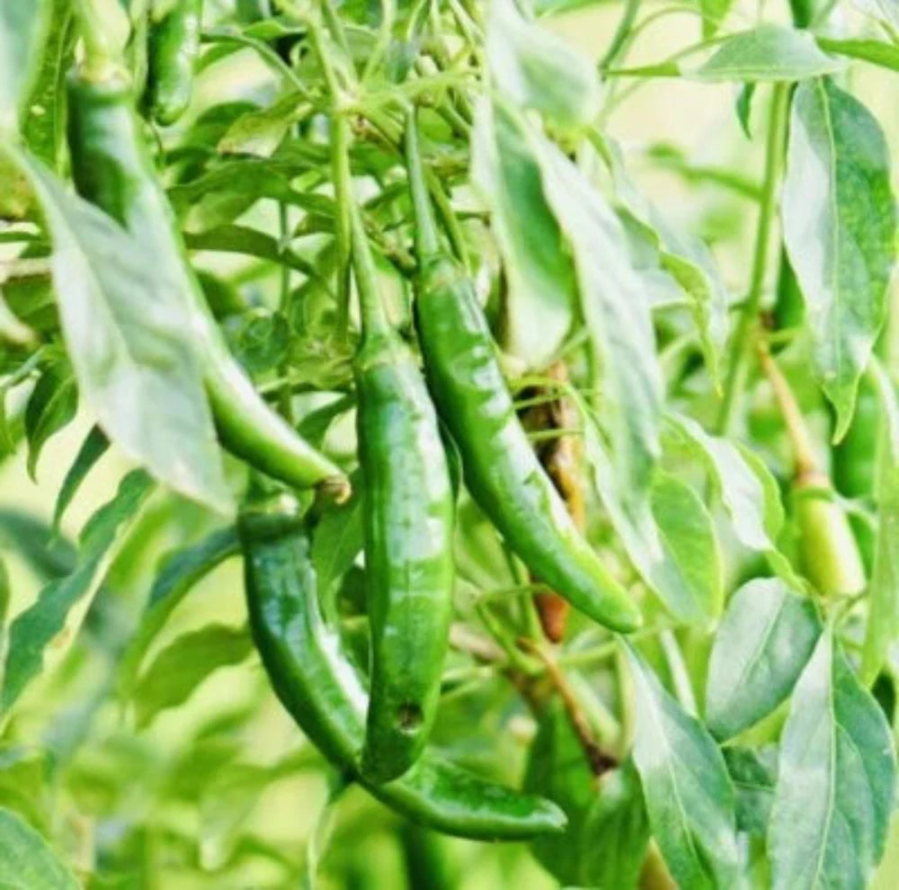 fresh harvest flower seeds