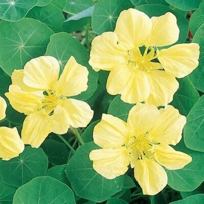 Yellow Moonlight Nasturtium Seeds for Planting