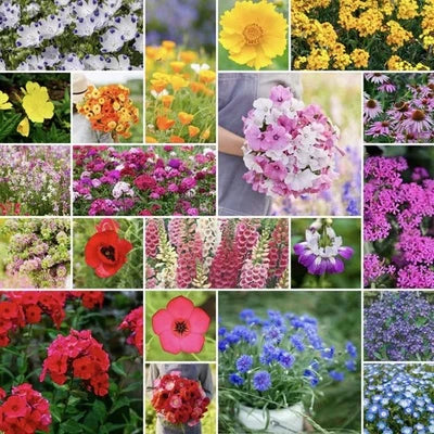 Partial Shade Wildflower Mix Seeds for Planting