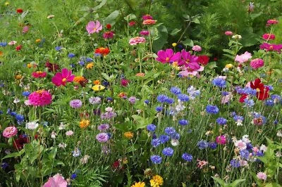 Northeast Wildflower Mix Seeds for Planting