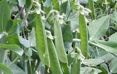 Lincoln Pea Seeds for Planting