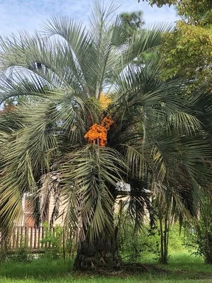 Jelly Palm Tree Seeds for Planting
