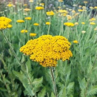 gold yarrow flower seeds