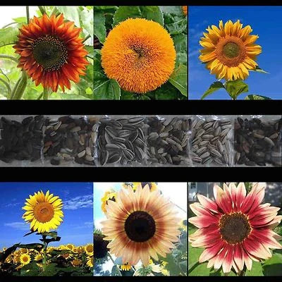 sunflower rare flower seeds