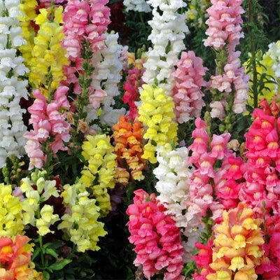 Magic Carpet Mix Snapdragon Seeds for Planting
