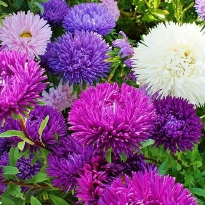 Tall Double Gremlin Mix Aster Seeds for Planting