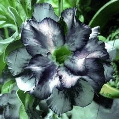 White Black Desert Rose Adenium Seeds for Planting