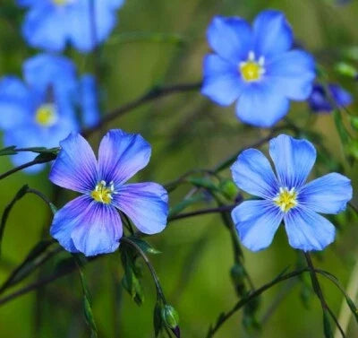 Blue Perennial Flax Seeds for Planting