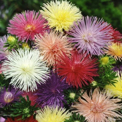Nova Mix Aster Seeds for Planting