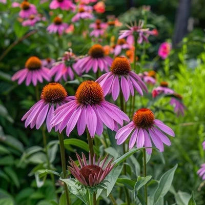 Purple Coneflower Echinacea Seeds for Planting