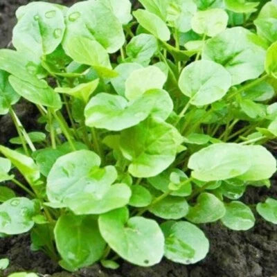 upland cress flower seeds