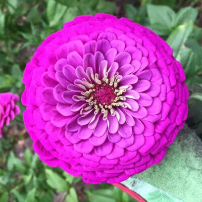purple purple flower seeds