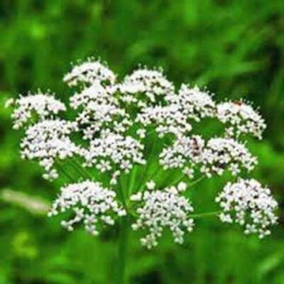 Anise Herb Seeds for Planting