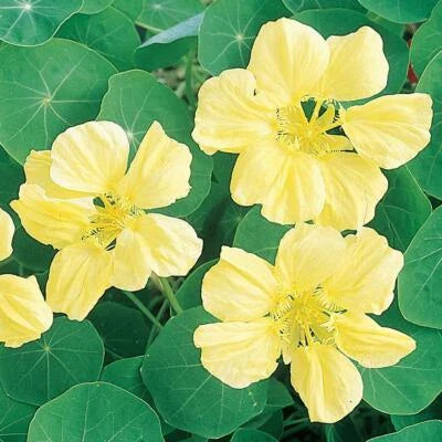 yellow moonlight flower seeds